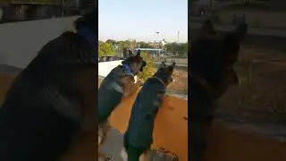 wolfie barking