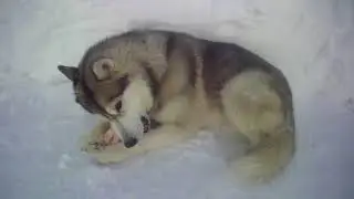 Лютая зима.
