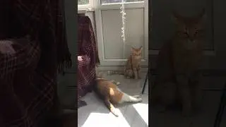 Кто-то очень хочет на природу а не вот это вот все квартирное 🤣 #котовлог #catshorts #catlover
