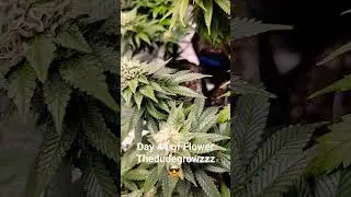 Day 44 of Flower #education #howto #dank #flower #bud #goldleaf #weed #marijuana #kush #diy #herb