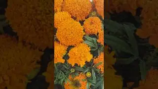 ОБЯЗАТЕЛЬНО ПОСАДИТЕ ЭТИ ЦВЕТЫ 