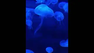 Nice, relaxing music, music to relax you and your pet. Приятная музыка для отдыха вас и питомца.