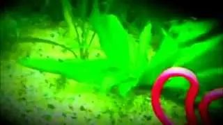 How to Trim Stemmed Aquarium Plants (Aquarium007)