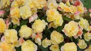 🌺🌺🌺 ОБЗОР ТЕПЛИЦЫ +БЕГОНИИ ИЗ ЕВРОНЕУКОРА🤔🤔🤔‼️‼️‼️