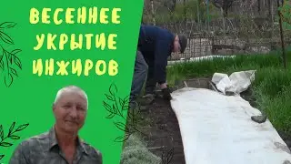 ВЕСЕННЕЕ укрытие  кустов инжира агротканью.