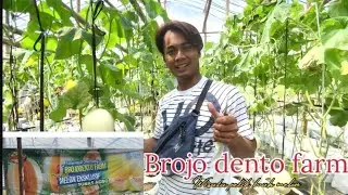 Ide bisnis Pertanian semi japan||Petik buah melon Brojo dento farm Sragen green house