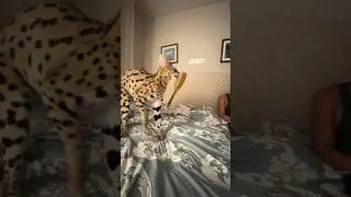 Гаргуля украла щётку пошла мять свой целлюлит 🤣2 года я прятала, но все таки она нашла! Спрятала!?