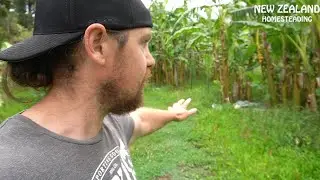 you can never have enough bananas (vlog)