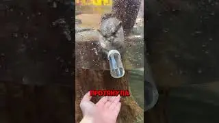 The otter saw a fish and suddenly started acting up 