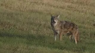 Tom Green - Coyote At My House