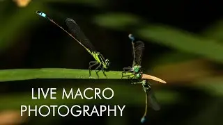 Editing Damselfly Photos | Watching today's IRL stream that didn't stream. | 📷 Photography Stream!