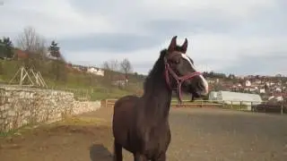 Otimanje s ruke