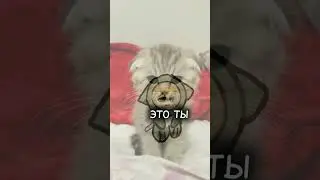 я на тебя докс заказала и это ты♥︎♥︎ #мяу