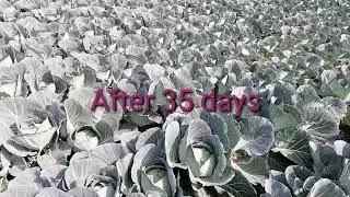 #ALLCOLLECTION#Cabbage farming in home बन्दाकोपी खेती गर्ने तरिका।मात्रै 45दिनमा तयार।