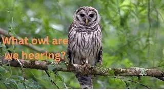 3 Owls Talking by our cabin