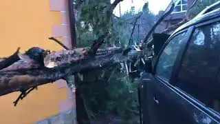 Упало дерево на машину