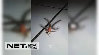Heboh! Video Ngengat Ditawar Hingga Luar Negeri - NET JATENG