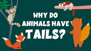 What if animals had no tails? - Why do animals have tails? - Learning Junction