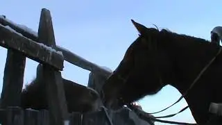 жеребята радуются своим матерям