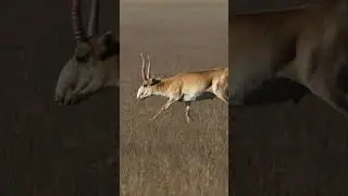 the Saiga Antelope, facts animal you must know. #wildlife #facts #animals #shorts #nature