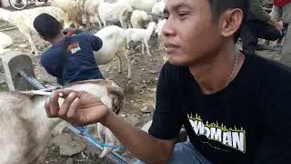Pasar Hewan Sumoroto#Kliwon