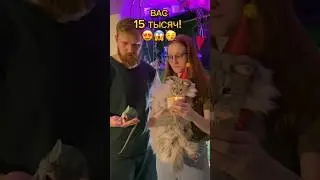 ВАС 15 ТЫСЯЧ! 😱🙌🏻🤭 #звериводнушке звери в однушке