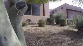 7130 E Saddleback St #15, Mesa, Arizona 85207