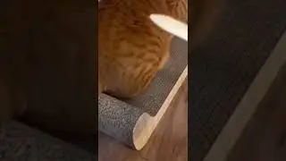 Funny cat 😂 #kittty #cuteanimals #catty #animalvideosfunny