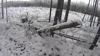 Встреча Дэзи с Косулей