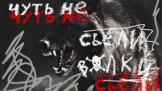 Страшные истории. Чуть не съели волки.