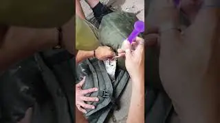 how to force feed a stingray to keep it alive