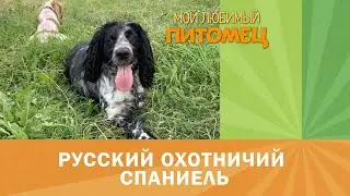 Русский охотничий спаниель: что вас ждет │ Видеозарисовка