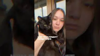 вот такая она жизнь с животными 🥹 #кот #кошка #животные #собака #хорек #домашниеживотные