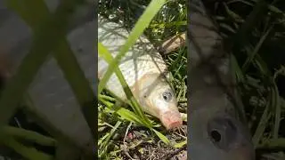 Забил кормушку и сразу карась!!! #карась #рыбалкакстово