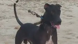 Black hunter dog mating with German shepherd female. Canines loving. Animal reproduction 