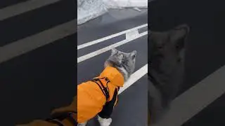 Суровая весна #akitainu #akita #dog #doglover #вакай #animal #brindle #funny #funnyvideo #dogs