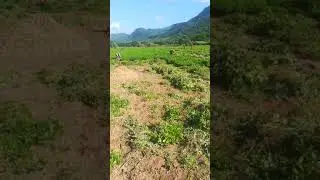 Cosecha de cacahuate en tlaxmalac Guerrero