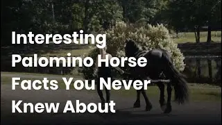 Palomino Horse: strong, muscular and energetic