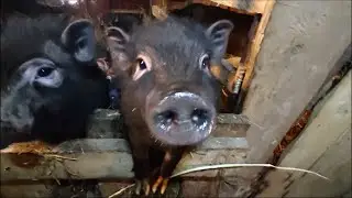 04.03.24г. Вьетнамские хрюшки и козы, на скотном дворе и прогулка коз.