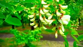 После Весеннего Дождя 🌿 Пение Птиц и Природа в Лесу 3 Часа