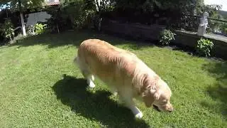 weekends - dogs