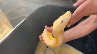Reticulated Pythons enjoying being pampered at the Snake Spa.