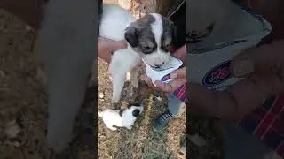 New Born Stray puppies eat rice pudding | Stray puppies exploring surroundings -Mountain Village 