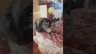 Хозяйка, мячики  свистели у нас над головой! 
