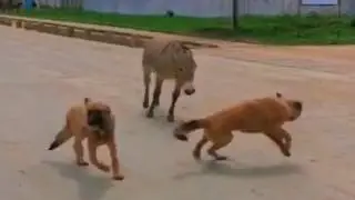 Никогда не Связывайся с Ослом! Хищники, которые Явно Ошиблись с Жертвой