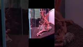 Step By Step 60P Aquascape!