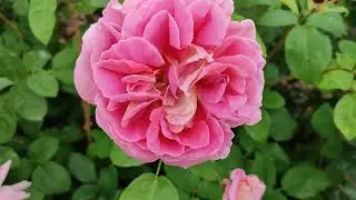 Цветение роз Индевор, Институт Люмьер, Коко Локо, Корал Желе🤗🌹🌹🌹