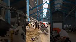 Երգում եմ կովերի համար😂🐄