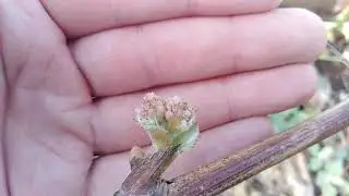 первые потери на винограднике в теплице. (((:
