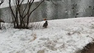 Уточки в парке Гатчины